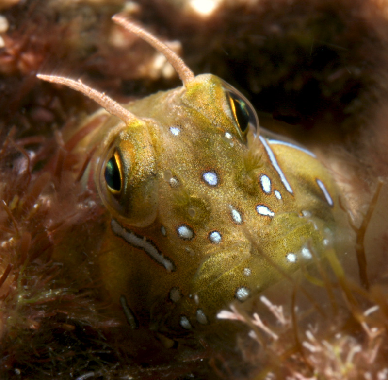 Aidablennius sphynx (Bavosa sfinge)